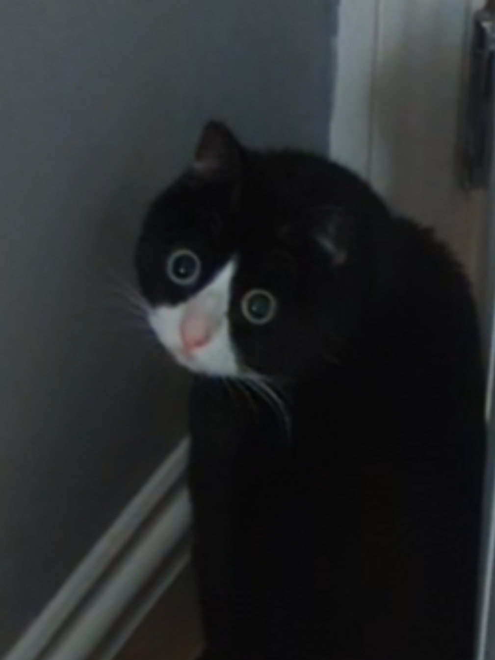 Do your cats do this? 😅 I rehinged the door and she's having a time #blindcat #cattok #disabledcats  #funnycat #fyp 