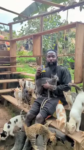 #catsoftiktok  #CatLovers #MeowMagic #Purrfection 