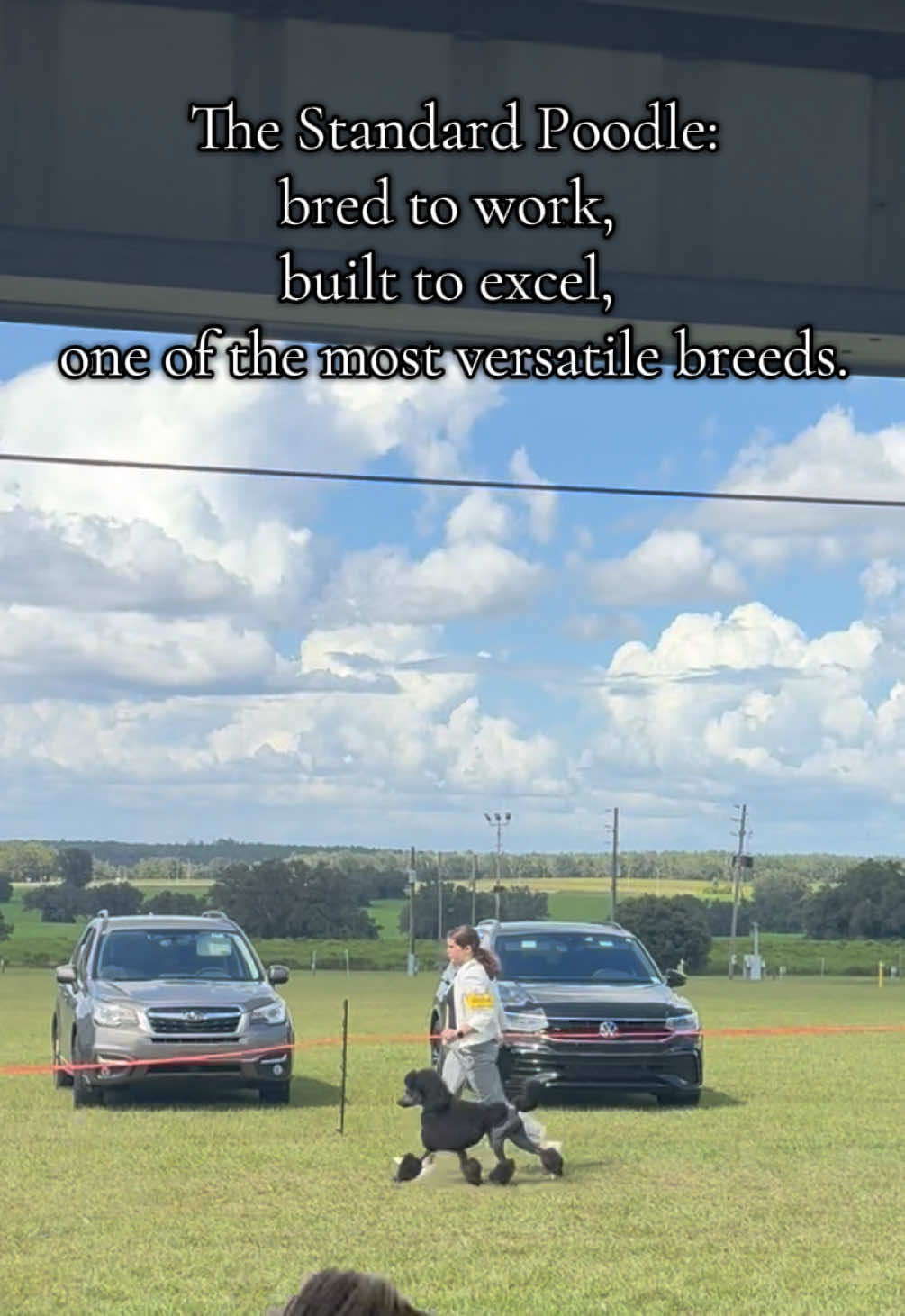 Did you know there is a award for versatile poodles? Versatility In Poodles or VIP is an organization meant to reward poodles on their versatility and educate on the breed showing their not just a pretty face. Lincoln has his Versatility Excellent  award through VIP.  IABCA-BIS RBIS Int’l CH PN URO1 NC NI UWP UCH Kvali’s Mile A Minute RN DCAT CGCA CGCU STR TKA ATT VHMA VSWB FITB FDC SPOT-ON UL-1 TL-1 VCX “Total Dog” . . . #poodles #standardpoodle #dogsports #showdog #sportdog 