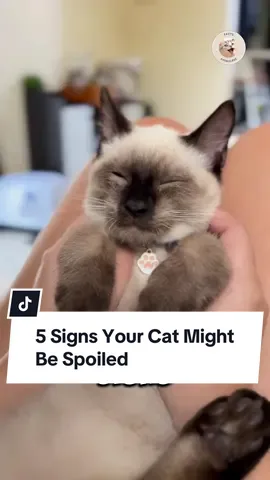 Did you know that some cat behaviors actually reveal if your furry friend is spoiled? 🐾 From waking you up at night, hating closed doors, and meowing just to get your attention, to interrupting your activities and even showing jealousy — these are clear signs your cat thinks they’re the true ruler of the house. 👑 👉 Does your cat show any of these spoiled behaviors? Tell me in the comments! #cats #spoiledcat #catlover 