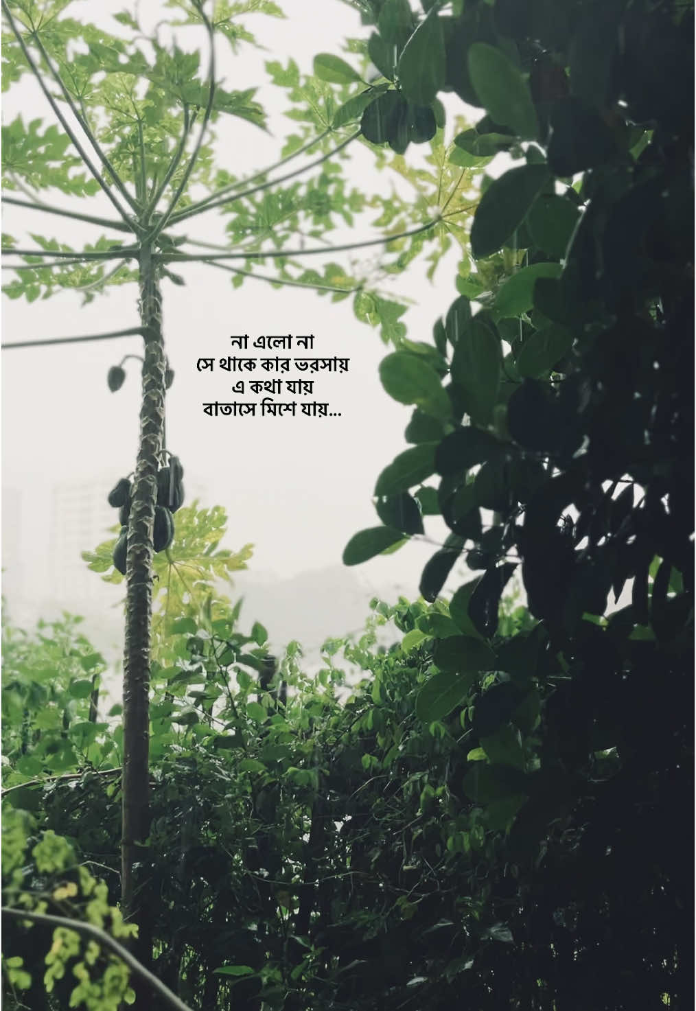 না এলো না সে থাকে কার ভরসায় এ কথা যায় বাতাসে মিশে যায়। #explorepage #foryou #fyp #reelsviral #cokestudiobanglas3 #grow #viralsong #nature #rain #bangladesh🇧🇩 