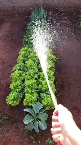 #horta 