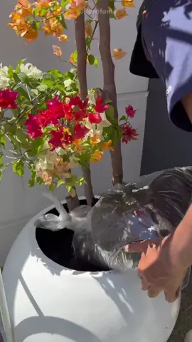 عروض اليوم الوطني #تنسيق #اشجار #اشجار_زينه #حديقة #جهنمية 