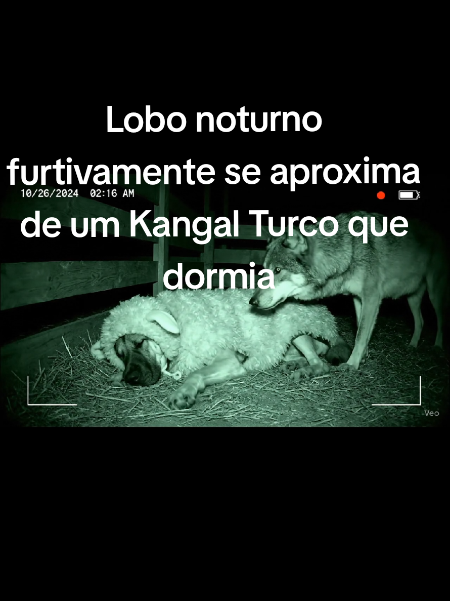 Um lobo noturno furtivamente se aproxima de um Kangal Turco que dormia tranquilamente disfarçado de ovelha.#wolf #kangal #nightvision #fyip #vlogdosprimatas @Kangal Turco 