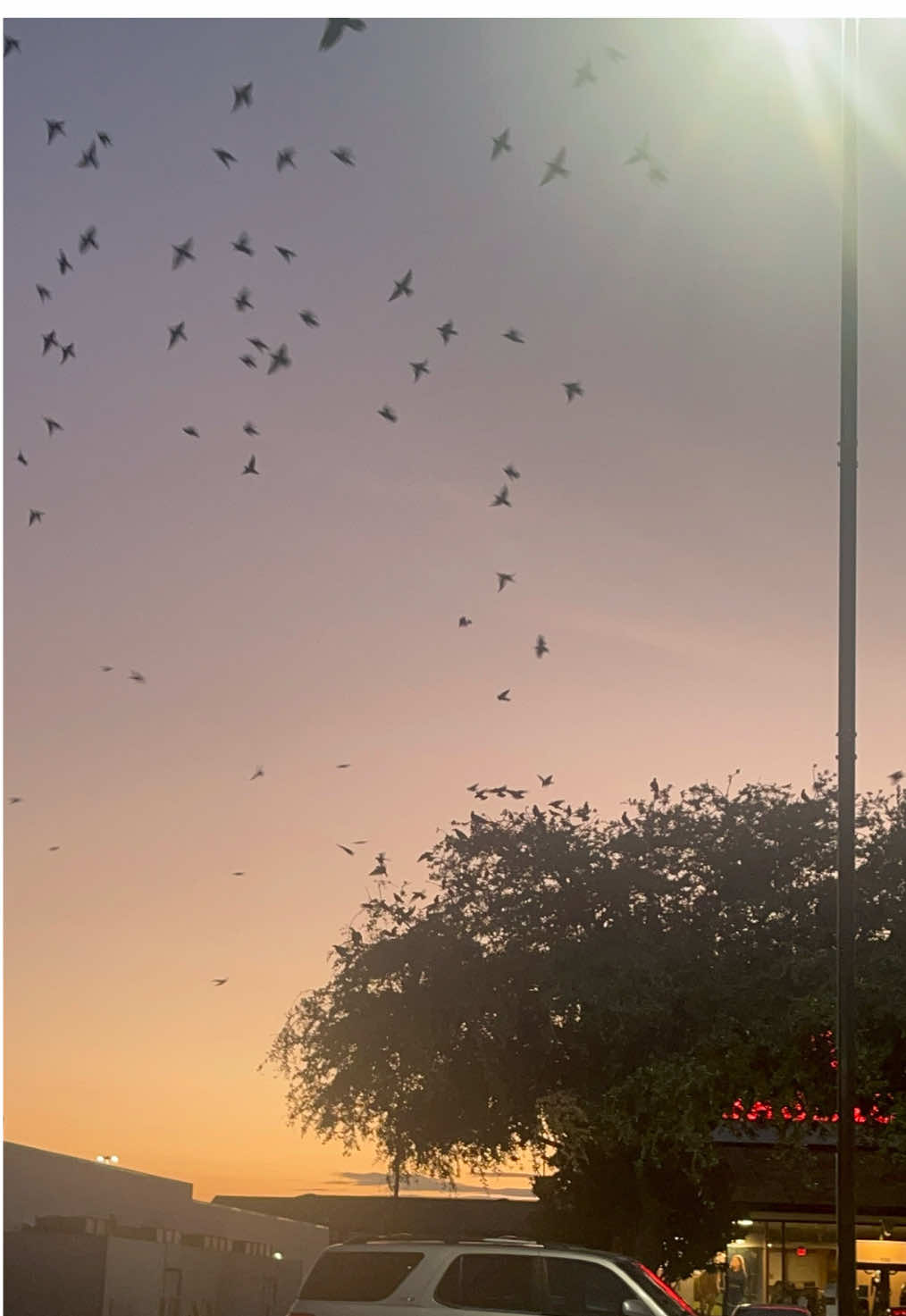 La naturaleza siempre sorprendiéndome 🤩 #piuranaentexas 