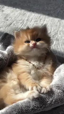 الله يجعل كل لبساس 🐈فدوةً لش ❤️🥰🙈#اعملولي_متابعة❤💞 #اعملولي_اعادة_نشر_🥹💖 #عشاق_القطط #قطط_لطيفة #اكسبلورexplore 