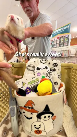 Today was Nala’s turn to make Moon a boo basket! 🎃🤍 shehad so much fun picking out gifts for her brother 🥹✨ #ferret #ferrettok #ferretvideos #huron #petferret 