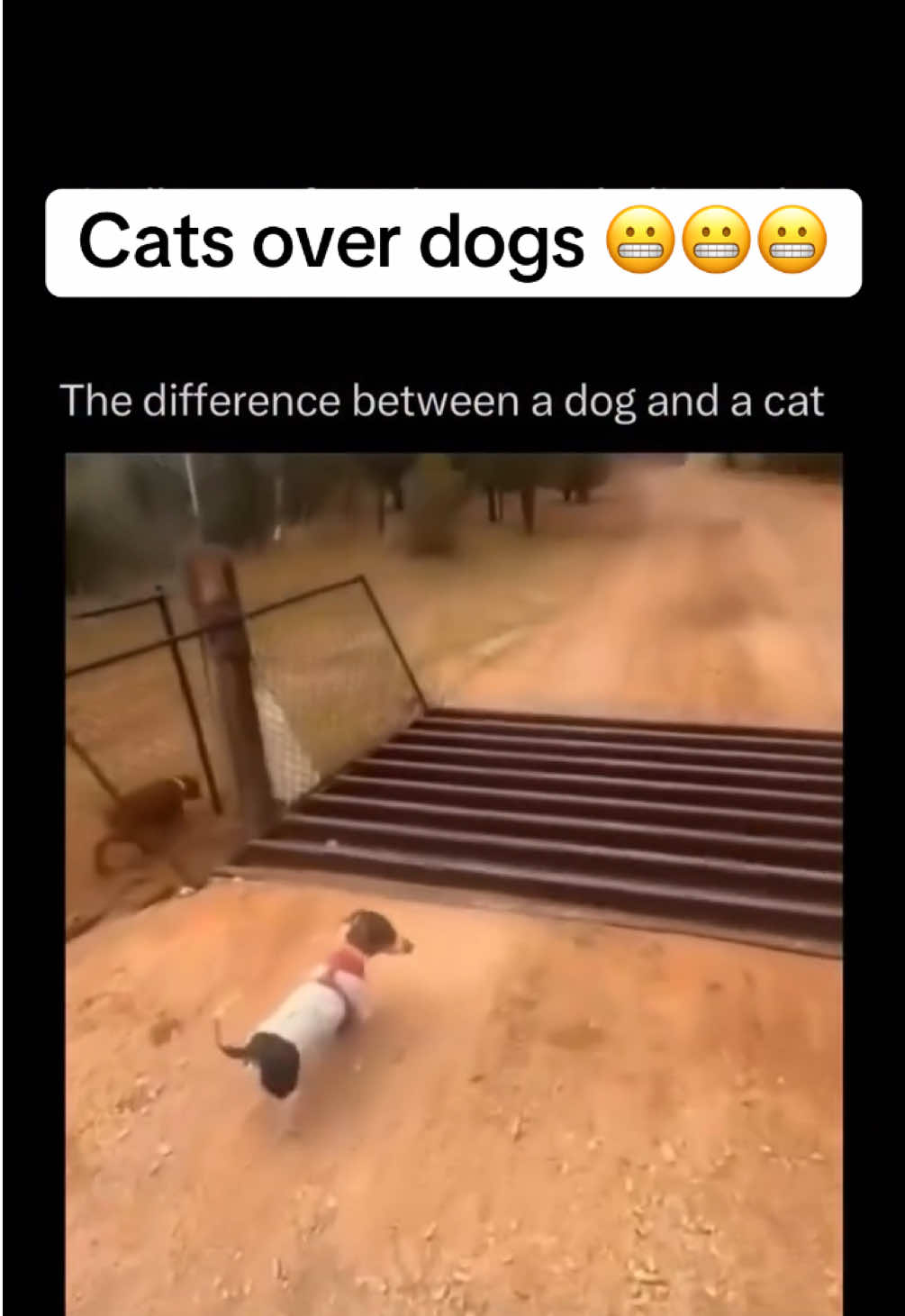Cats or dogs 👀👀👀