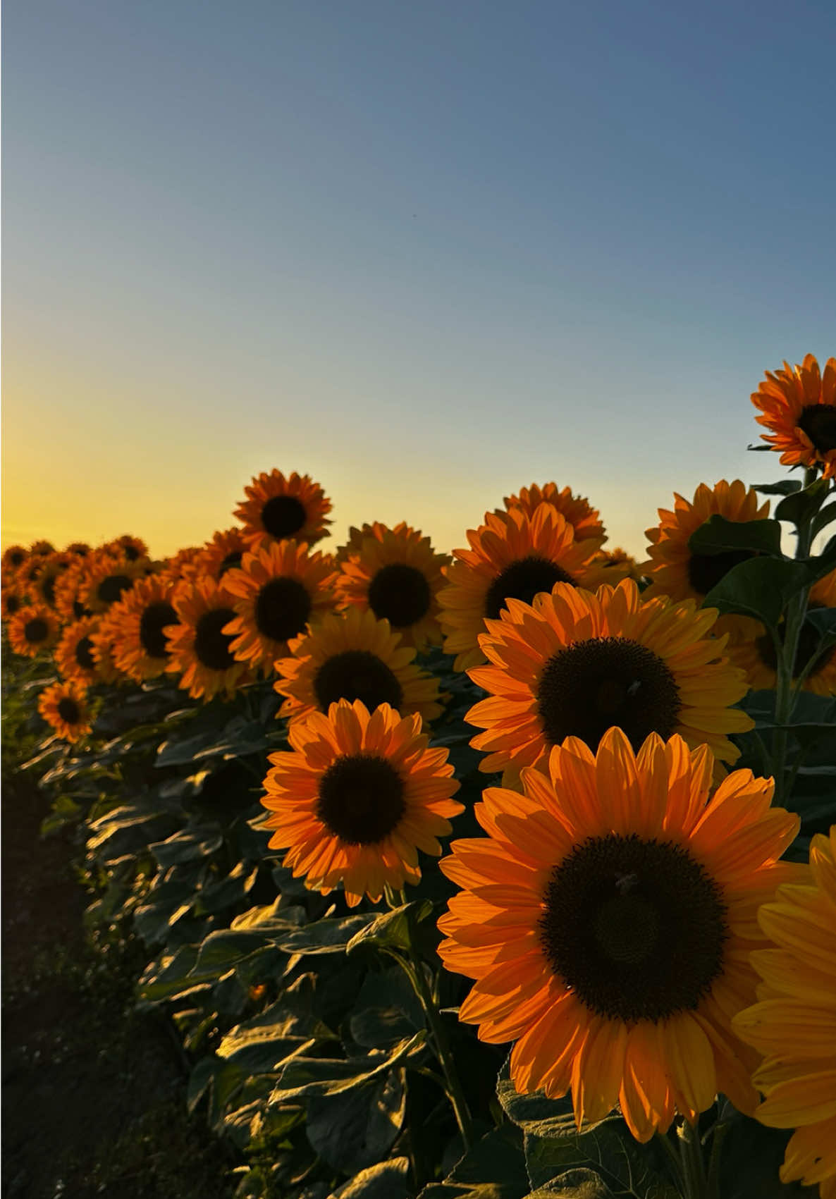 Sunflower field! #sunflower #🌻 #camarillocalifornia #field #sunflowerpicking 📍family farms