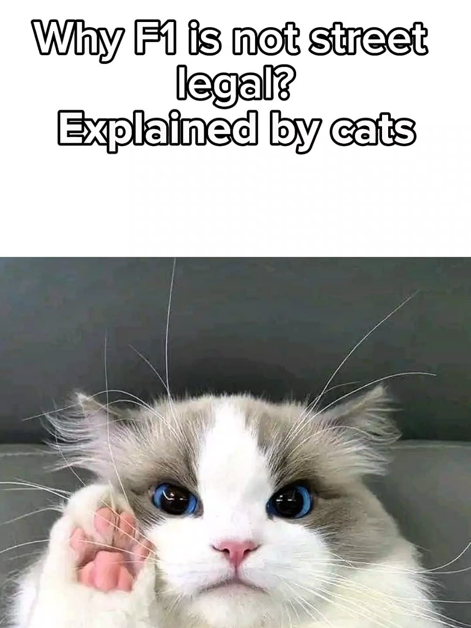Kitty explains why F1 is not street legal! Meow 😺 #usa🇺🇸 #cars #cat #usa #fyp 