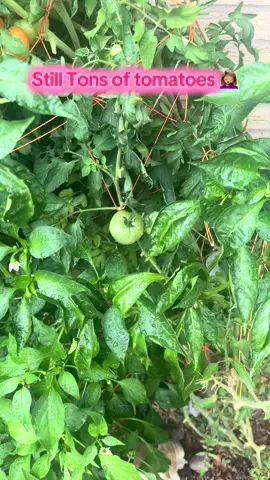 What am I gonna do with allll of these tomatoes ? #tomatoe #gardening #garden #gardentok #trnding 