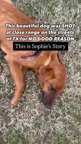 Every donation, no matter how small, brings them closer to a brighter future. Let’s come together to give this brave soul a second chance at life. Link in bio to donate and share…. #NewYorkCity #LosAngeles #Chicago #Houston #Phoenix 