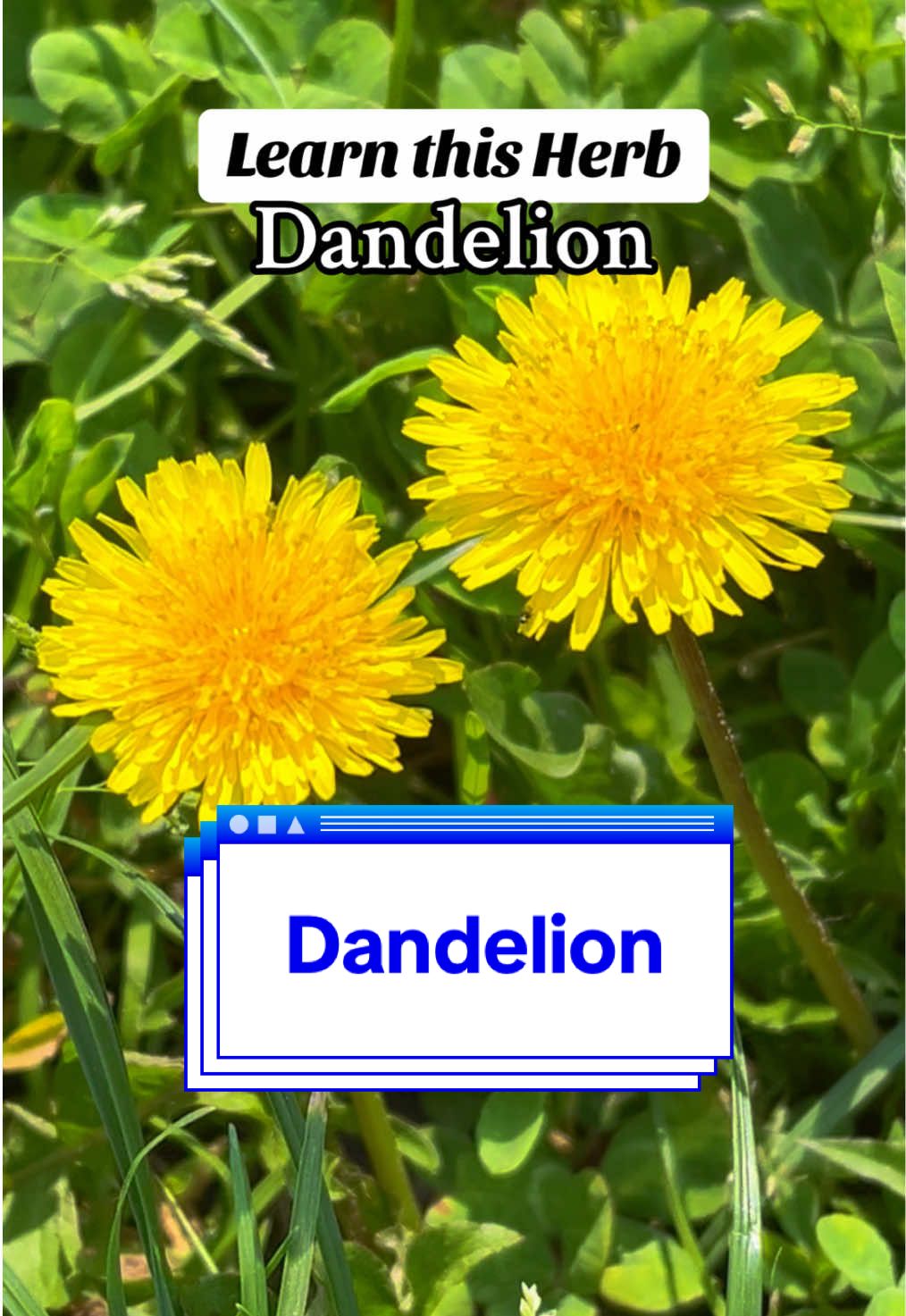 Learn this Herb 🌼Dandelion🌼  This is more than a garden weed! Dandelion is a powerful herb packed with antioxidants and vitamins A, B, C, and D. It’s also rich in zinc, iron, and calcium. Known in herbal traditions as a natural detox and blood cleanser, dandelion supports the liver and kidneys, helps clear skin issues, reduces inflammation, and aids digestion. If you’re curious about bringing more herbal medicine into your daily life, dandelion is a beautiful place to start. And if you’re ready to go deeper, you can book a holistic health coaching session with me through my link and learn how to work with herbs to support your healing journey. #herbalmedicine #herbalism #herbalremedies #dandelion #dandelions 