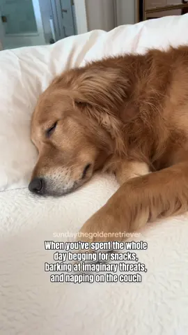 No wonder she’s exhausted! 😴 😆 #doglife #tired #goldenretriever #fypシ 