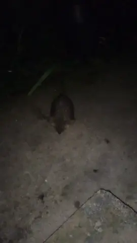 ahhhh talking to my friend on my door step next thing i know another little 8 legged friend wanted to say hi 😱😱😱