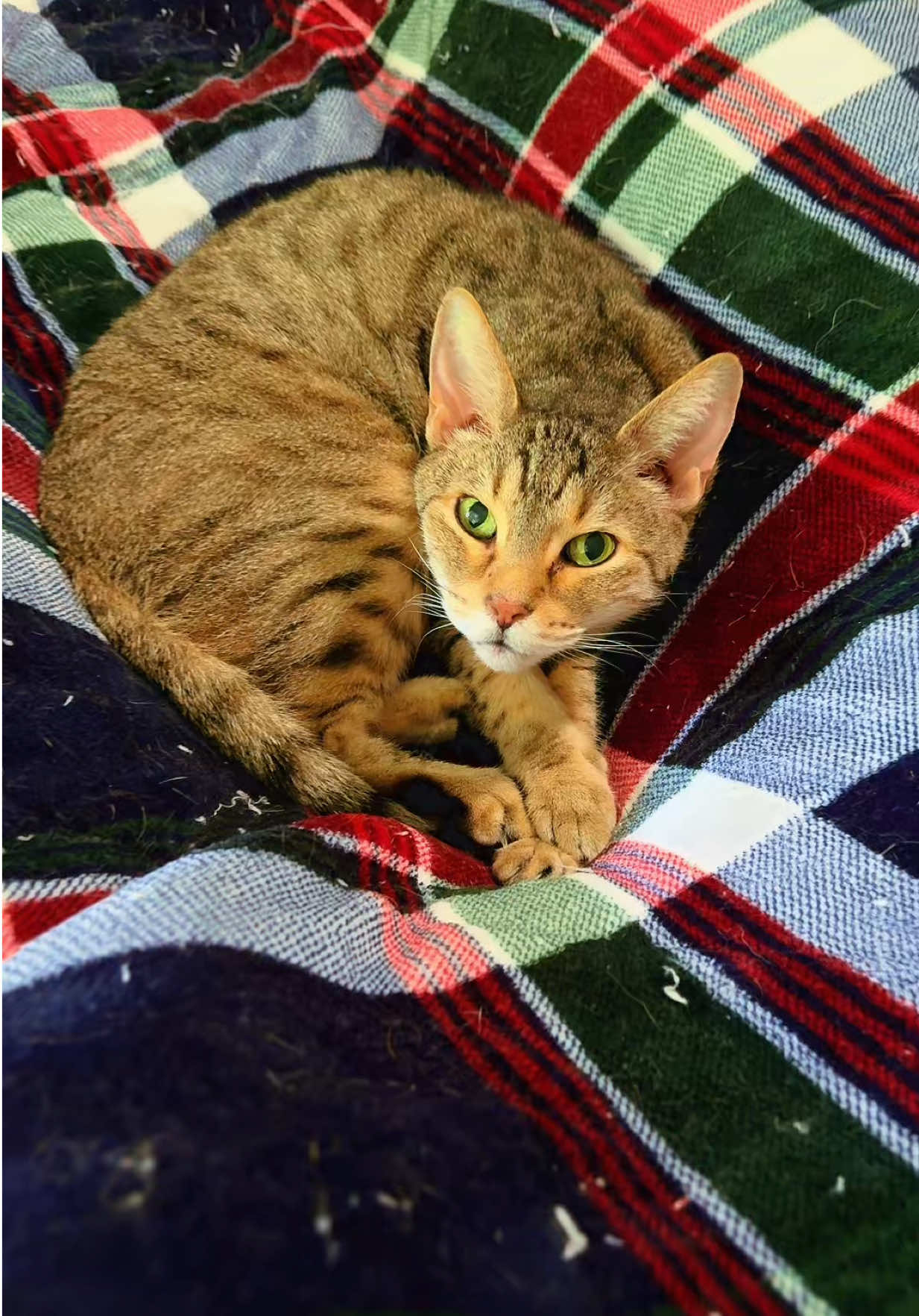 Cat Life 😹 #cathumor #catowners #catlife #funny #cats 