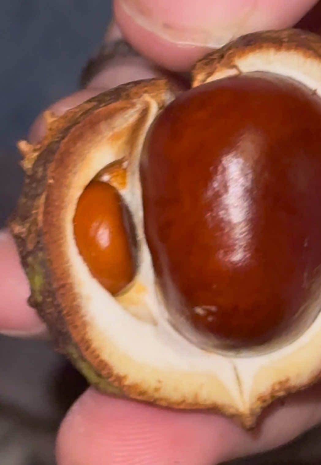 CONKER UNBOXING GROUP OPEN 2 