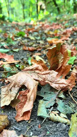 Fall begins tomorrow #oregon #nature #peaceful #mountainlife #fall 