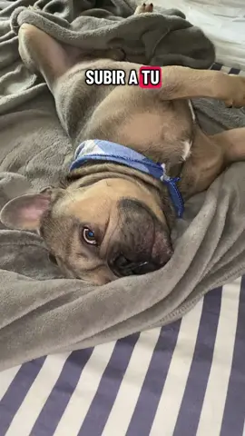 Todo lo mío es de mi perro… #bigpapi #perritofeliz🥰 #AmorPerruno #bulldogfrances #dogs 