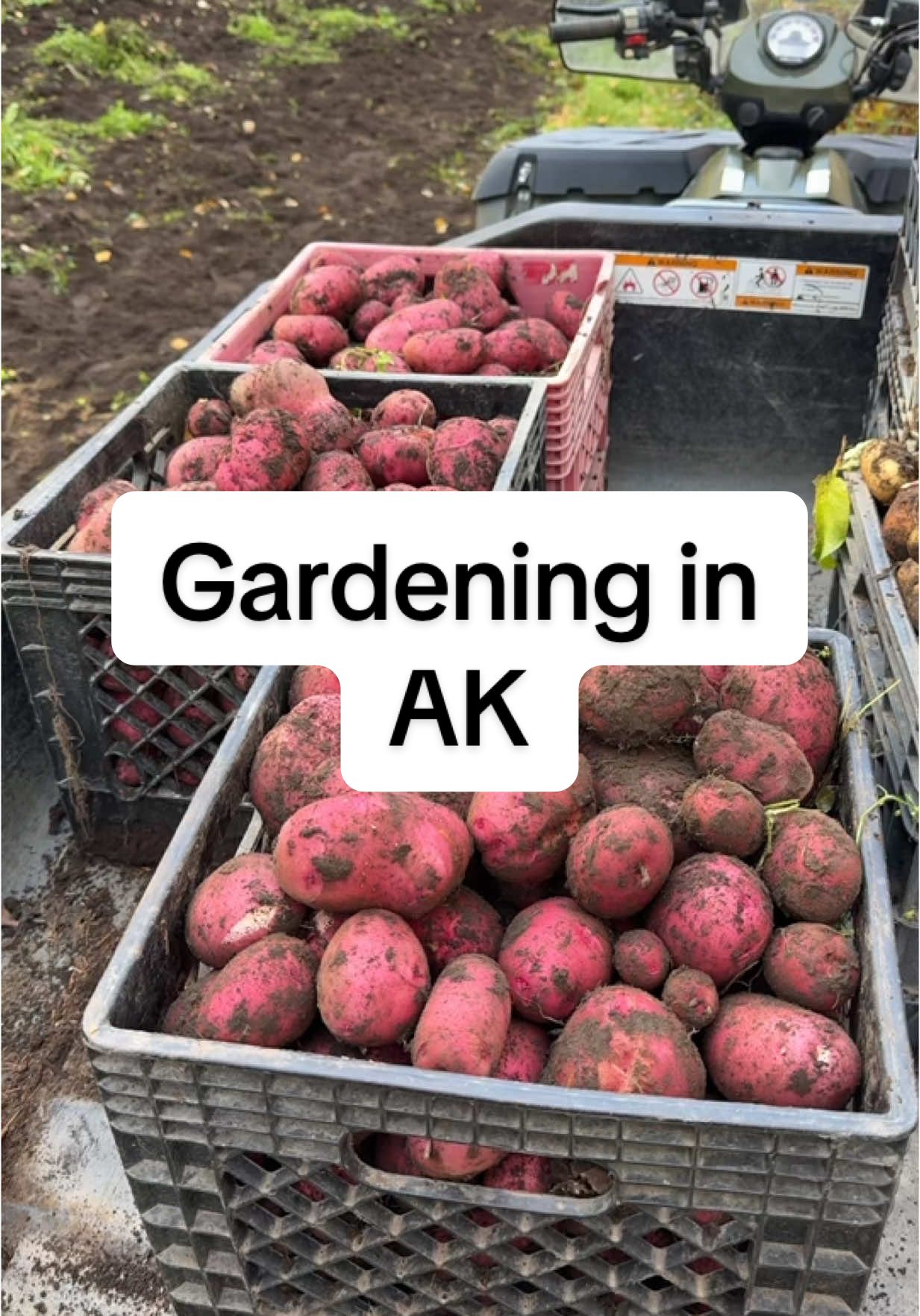 Our garden this year was a bust but next year will be better! #gardentok #gardenproject #gardening #potatotiktok #potatoharvest #harvesting #harvest #gardendesign #gardendiy #gardener #gardening101 #alaska #alaskatok 