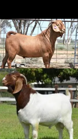 Dashain Tihar Nepali Song - Aayo Feri Dashain Tihar festival #moktandawa #golive #nepali #dashain #tihar / Dashain Aayo Nepali Song  / New Nepali Dashain / Tihar Song / Bada dashain / Vijaya Dashami / India / Bhutan / Nepali festival / Happy dashian Tihar / Sayapatri phool / Flower  / Roti  / Tika / Pardeshi / dance  / Bhai  / Didi / Subhakamana / Aama / baba / Chora / chori / background music / creater  four you page / goat 