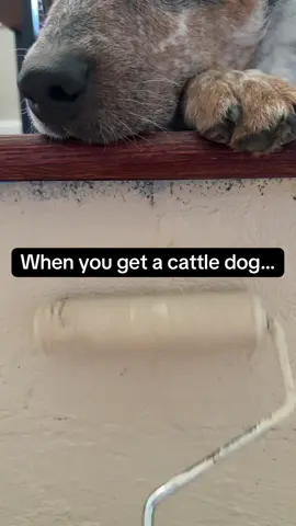 Find someone who’ll happily watch paint dry with you… I already did 🐾🎨 #cattledog #workingdog #pettok #dogtok 