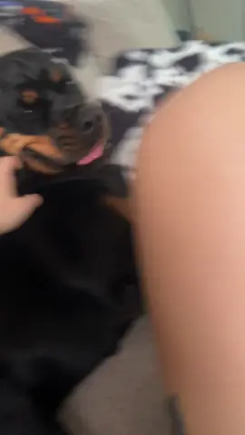 She was so curious 👀 #rottweiler #dogmom #rottweilersoftiktok 