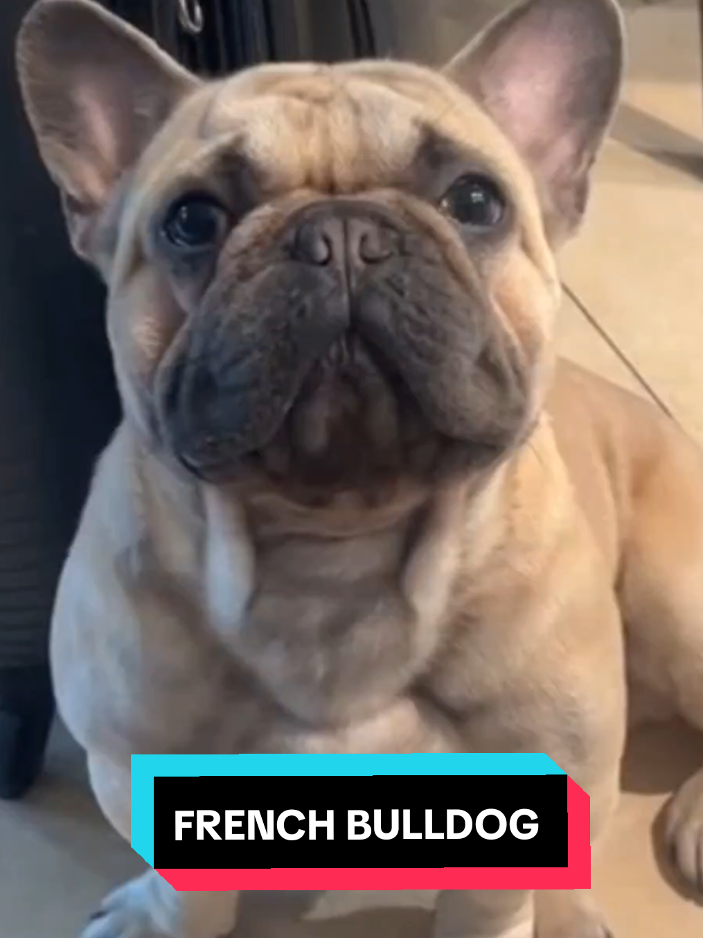 #frenchbulldog #frenchbulldogs #frenchbulldogpuppy #bulldog #bulldogsoftiktok #dog #funnydog #usa 