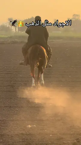 الاجواد مثل الذهب 👑🦅 #capcut #foryoupage #tiktok #عرب #