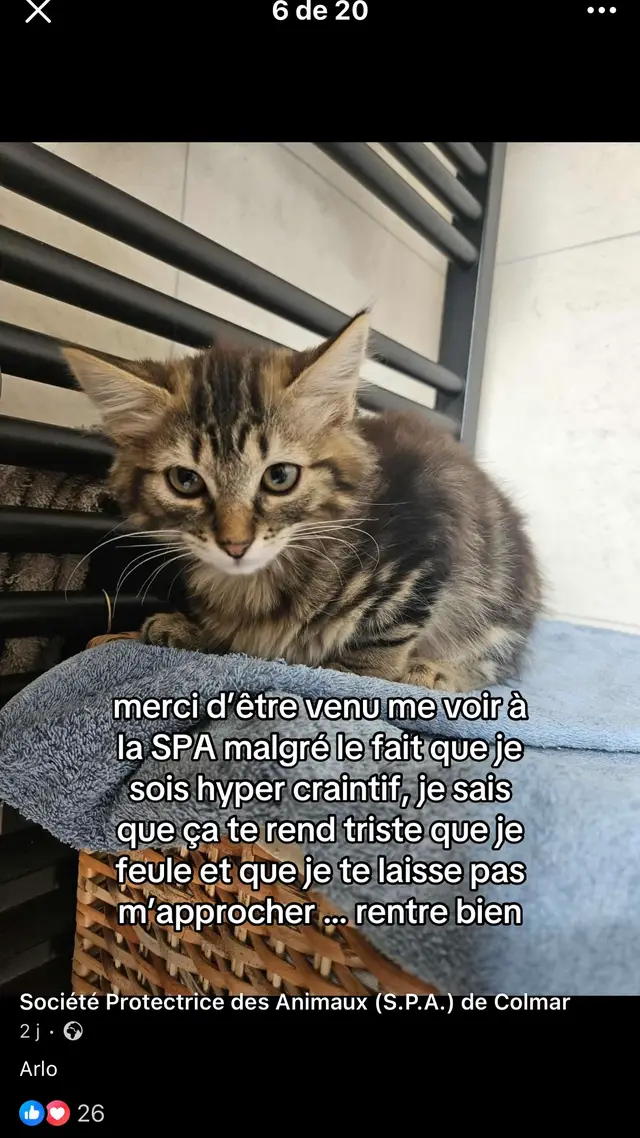 mon boubou d’amour évidemment que je serais pas passé à côté de toi <3 #pourtoi #chaton #spa #adoption #bb 