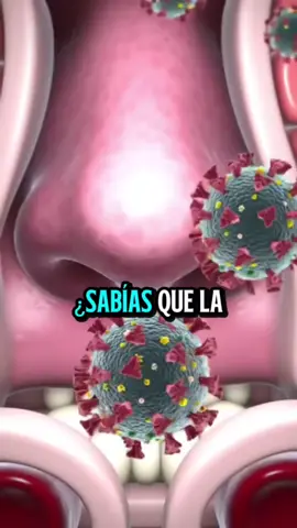 ¿Por qué la gripe puede ser más peligrosa en los hombres? #SaludHombres #CienciaYSalud #Gripe #SistemaInmune #Prevención 