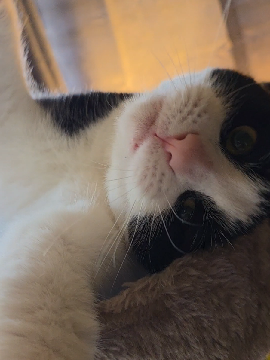 She's having a lazy Sunday... #Cats #CatTok 