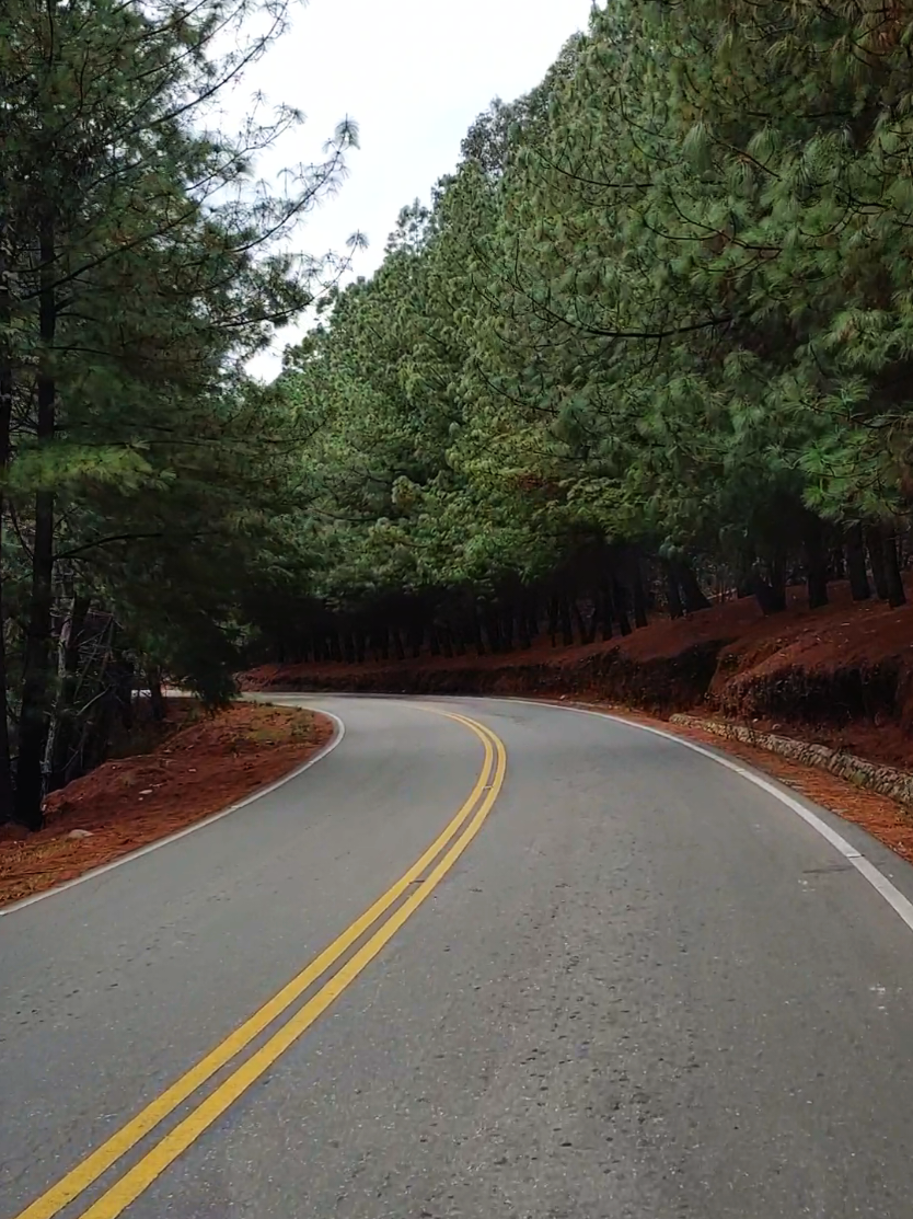 #Hermoso #Bosque de #pinos 🌲⛰️ #Mizque - #Cochabamba 🇧🇴