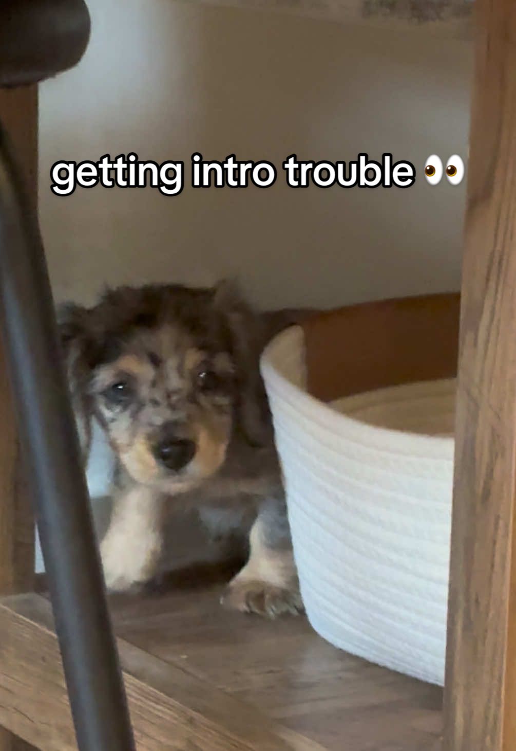 I love to chew, it’s my favorite!!! especially when it’s something my mom says I shouldn’t 🥰 #woodytheween #puppytiktok #puppy #dachshund #fyp 