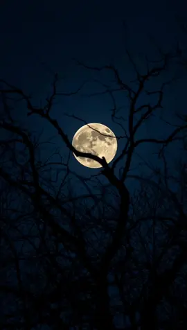 The night feels complete under the full moon 🌙🌳 👉 Full 4K video pack available on my Ko-fi #RelaxingNature #MoonVibes #4KFootage #CinematicNature