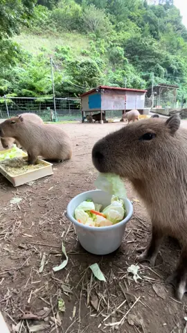 袖ヶ浦の朝ごはん風景 #袖ヶ浦ふれあいどうぶつ縁 #カピバラ #鬼天竺鼠 #capybara #masbro 