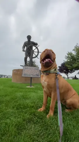 Edna in ludington #doguedebordeaux #mastiff #cutedog #dogwrinkles @Pure Ludington 