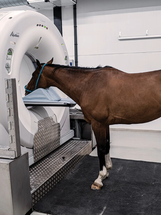 another horse in the scanner