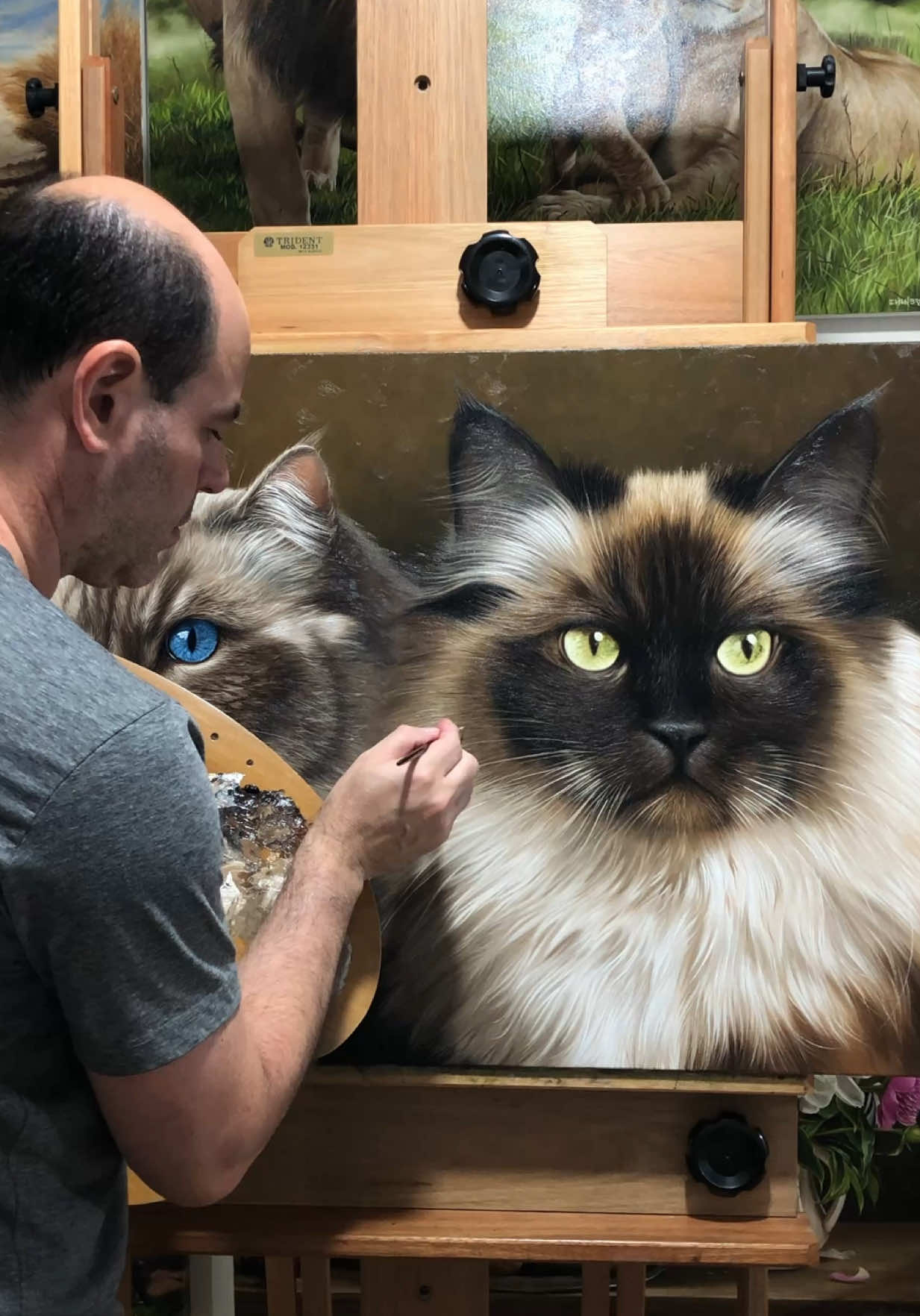 Gatos “Ragdoll e Himalaio”, pintura em óleo sobre tela de linho sintético 60 x 90 cm 🐈🎨🖼 #oleosobretela #pinturaemtela #pinturaartistica #gatos 