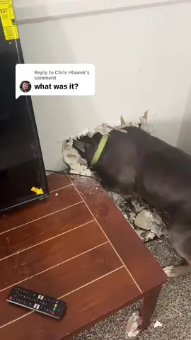 Replying to @Chris Hlawek  i just know I saw a tail. 