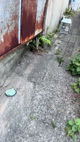 子猫たちのためのフード支援をAmazonほしい物リス トからお願いいたします。ご協力よろしくお願いします。m(__)m #保護猫 #ねこ #猫好きさんと繋がりたい #保護猫と暮らす#野良猫 #ねこがいる生活 #TNR#ねこ部 #保護猫のいる暮らし#ご支援おねがいします 