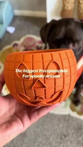 This has to be our biggest freezbone so far and we are already loving it .  It could be fit more than 2 cups of food easily so it is perfect for big dogs , you can use it as a slow feeder and freeze their food or use it to freeze snack for spooky snack time .  #freezbone #dogsoftiktok #petenrichment #dogenrichment #petessentials @Freezbone 
