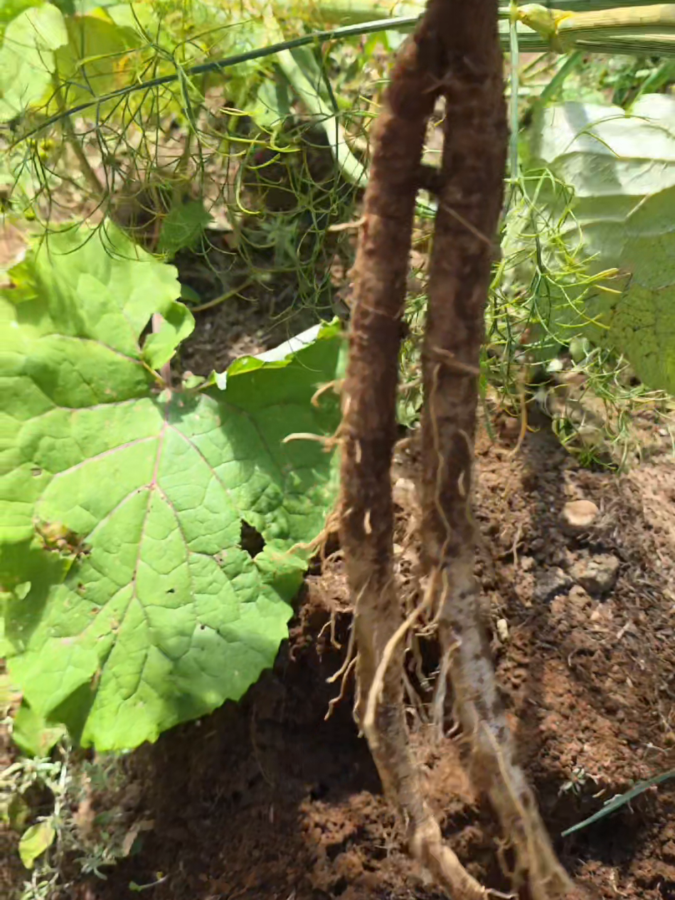 Burdock root has long been valued for digestion, skin, and gentle detox. Once dried, it’s easy to use - steep as tea, simmer in soups, or prepare as a tincture. A simple way to carry wild medicine into the winter months.  Not medical advice. Please do yiur own research before taking any herb to ensure it is safe for you! #burdockroot #foraging #herbalremedies #wildmedicine #herbalism 
