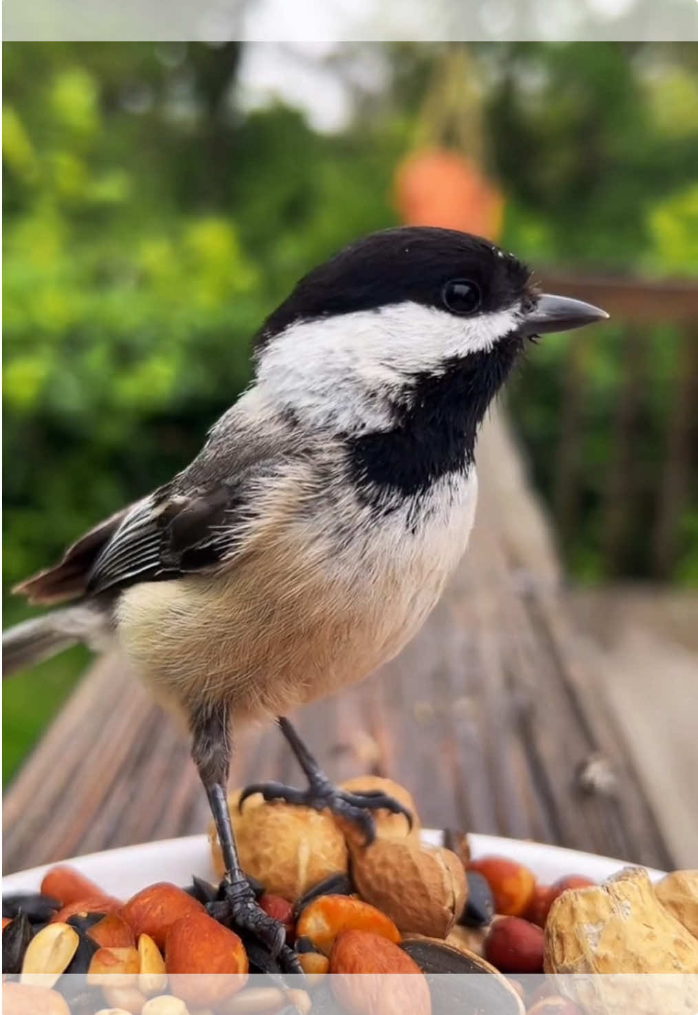 Bird break, anyone?  #fyp #birds #birdwatching #asmr 