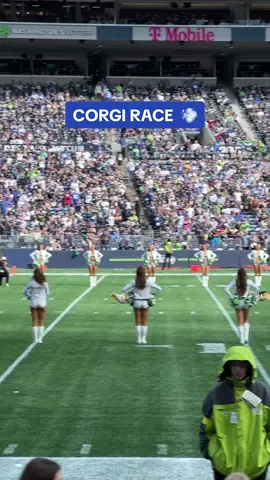 biiig fan of the corgi race #nfl #seahawks #corgi #race 