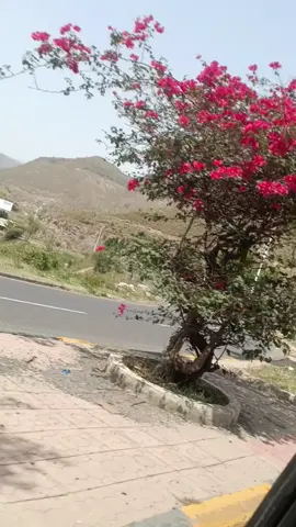 #اليمن إب أجواء  ترقبو فرع مكتب الربيع للسفريات والسياحة وخدمات الحج والعمرة ونقل الدولي في اب شارع العدين