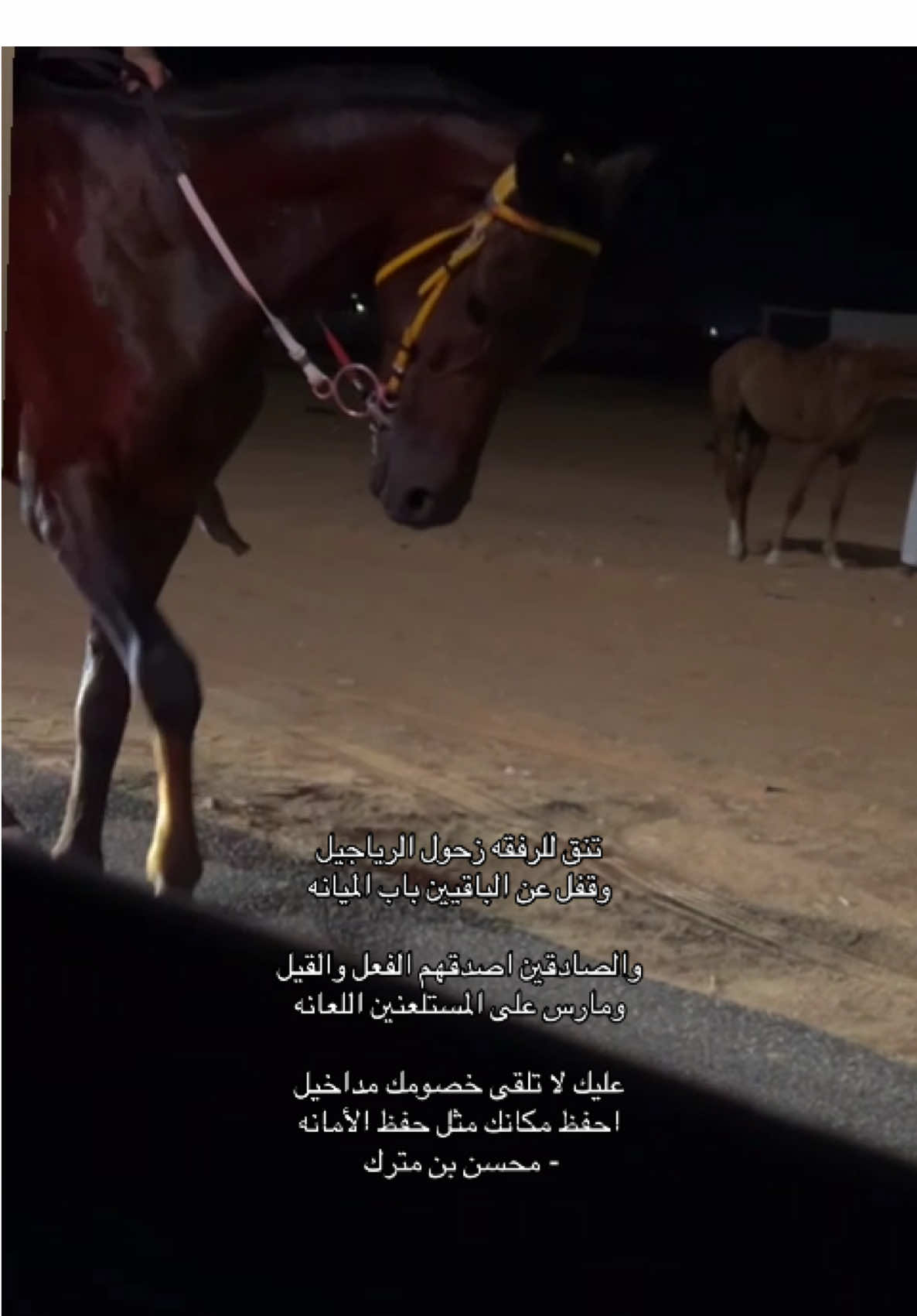 #محسن_بن_مترك #explor #الجنوب #مربط #قصيد #خيل #95 