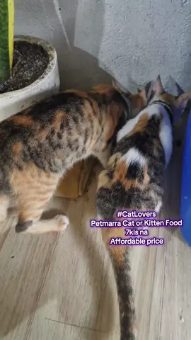 Alam mo ba na yung pusa mo… baka gutom na pero ini-ignore ka kasi ayaw niya yung pagkain mo?” Masakit ‘di ba? Yung binilhan mo ng mahal na cat food, tapos hindi niya kinakain. Sayang pera, sayang effort, tapos nagugutom pa siya.” PetMarra Cat Food! 🔥 85% meat, may Beef & Milk, Chicken & Milk, at Ocean Fish & Chicken. Kumpletong nutrisyon para sa mga Cats or kittens. Legit, pati maarte kong pusa, nilalantakan ‘to.” Bilis na! baka maunahan ka. Click mo na yung link, bago magutom uli si muning. #catfood #petmarra #petmarracatfood #catlover #fyppppppppppppppppppppppp 