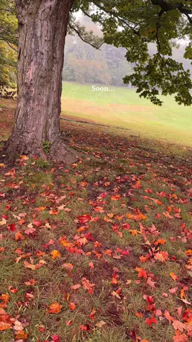🍁🍂 #fall #fallvibes🍂 #autumn #foryoupage #fypシ゚viral 