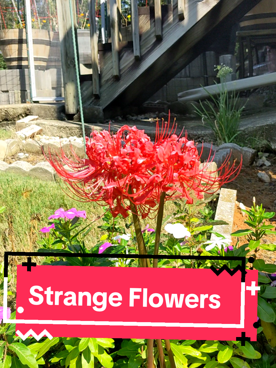 Anyone know what these could possibly mean? 😀 #demonslayer #animefyp  #tanjiro #infinitycastle 